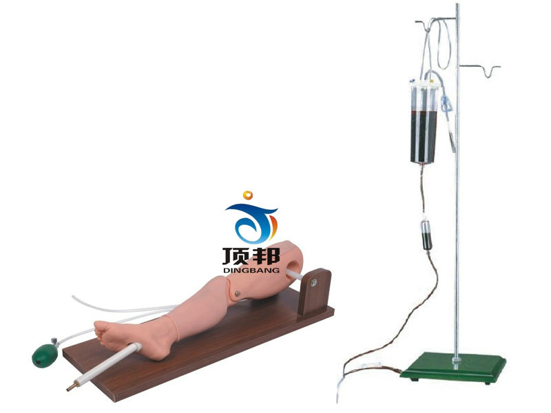 骨穿刺及股静脉穿刺模型 